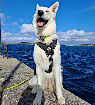 Eyla liebt den Atlantik